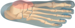 Inside of ankle